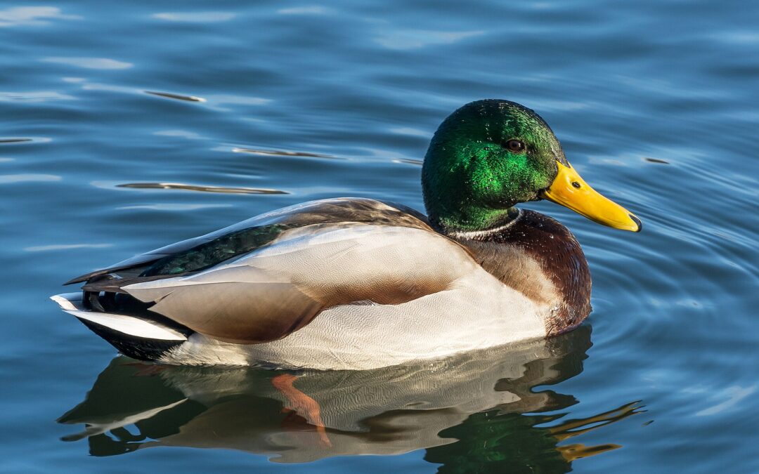 If It Walks and Talks and Looks Like a Duck….